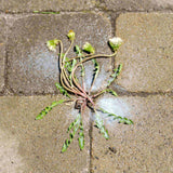 Wipe Out Ready-to-Use Total Weed & Grass Killer, Herbicide Sprayer, 1-L T1O3 - product image 7